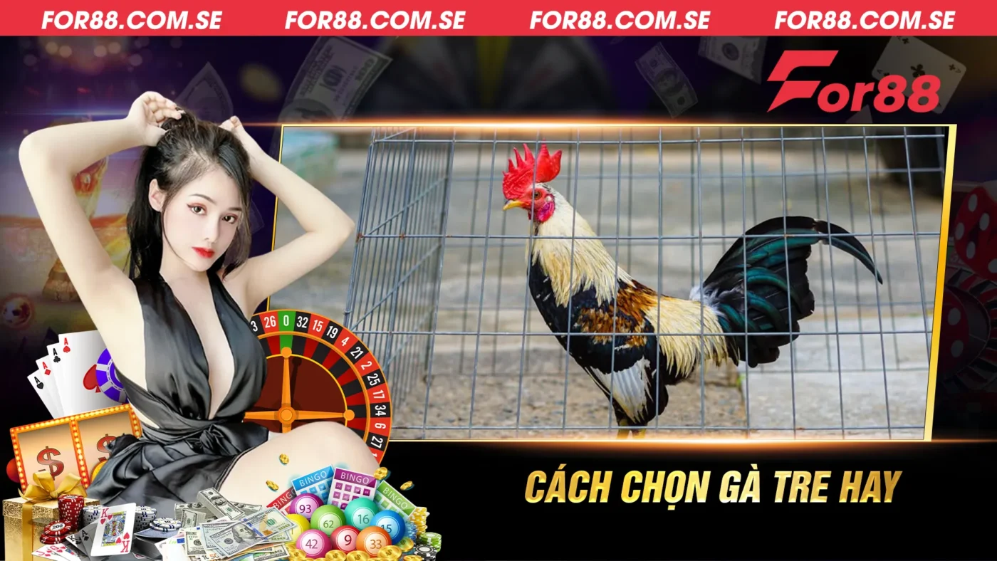 Cách chọn gà tre hay để tham gia đá gà tre